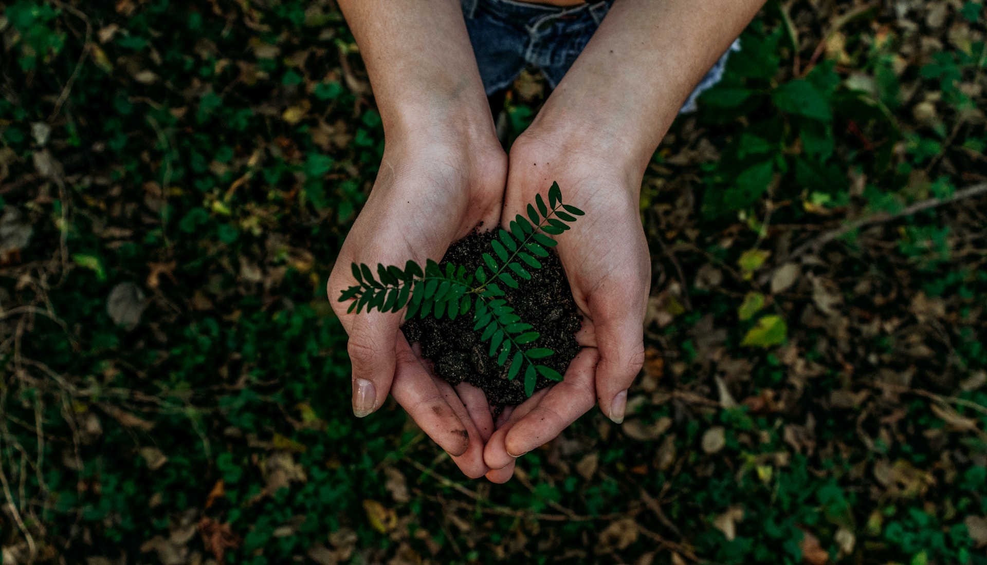 Spirenede plante i hendene. Bærekraft